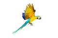 Colorful macaw parrot flying isolated on white. Royalty Free Stock Photo