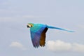 Colorful Macaw parrot flying in the sky. Royalty Free Stock Photo