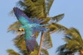 Colorful Macaw parrot flying in the sky. Free flying bird Royalty Free Stock Photo