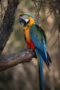 Colorful macaw parrot sitting on a branch in the wild