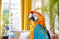 Colorful macaw parrot sitting on the couch in the room