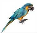 Colorful macaw parrot sitting on a wooden stick