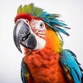 Colorful Macaw Parrot On White Background - Graflex Speed Graphic Style