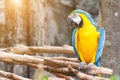 Colorful macaw parrots bird on a tree branch. Royalty Free Stock Photo