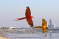 Colorful Macaw parrots flying on the beach.