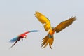 Colorful Macaw parrots flying in the sky. Royalty Free Stock Photo