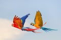 Colorful Macaw parrots flying in the sky. Royalty Free Stock Photo