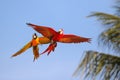 Colorful Macaw parrots flying in the sky. Royalty Free Stock Photo