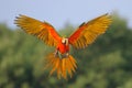 Colorful Macaw parrots flying in the sky. Royalty Free Stock Photo
