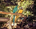 Colorful Macaw Parrots in love