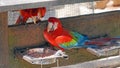 Colorful Macaw Parrots (Scarlet Macaws) in Brazil Royalty Free Stock Photo