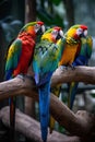 Colorful macaw parrots sitting on a tree branch in the park