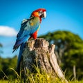 Colorful macaw on a tree stump in the forest with a blue sky