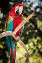 Colorful macaw at the zoo