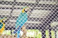 Colorful of Macaws in iron cage. Macaws standing on dried wood in cage Royalty Free Stock Photo