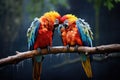 colorful macaws preening each other on a tree branch Royalty Free Stock Photo