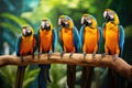 Colorful macaws sitting on a branch in the jungle. Animal, Beautiful macaws in the jungle, including the Blue-and-yellow macaw, AI Royalty Free Stock Photo