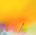 Colorful macro background with flower detail border on abstract bright natural texture Royalty Free Stock Photo