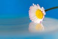 A colorful macro portrait of a white and yellow daisy touching the still surface of some water making for an almost perfect mirror Royalty Free Stock Photo