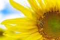 Colorful macro view of honeybee bee pollinating sunflower seeds with blue cloudy sky, honey collection process Royalty Free Stock Photo