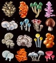 Colorful Magic Mushrooms Set Royalty Free Stock Photo