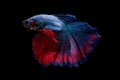 Colorful with main color of blue and red betta fish, Siamese fighting fish was isolated on black background Royalty Free Stock Photo