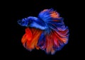 Colorful with main color of blue and red betta fish, Siamese fighting fish was isolated on black background. Fish also action of Royalty Free Stock Photo