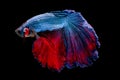 Colorful with main color of blue and red betta fish, Siamese fighting fish was isolated on black background. Fish also action of Royalty Free Stock Photo