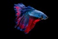 Colorful with main color of blue and red betta fish, Siamese fighting fish was isolated on black background. Fish also action of Royalty Free Stock Photo