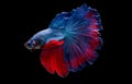 Colorful with main color of blue and red betta fish, Siamese fighting fish was isolated on black background. Fish also action of Royalty Free Stock Photo