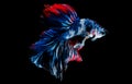Colorful with main color of blue, red, pink and white betta fish, Siamese fighting fish was isolated on black background Royalty Free Stock Photo