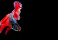 Colorful with main color of blue with red tail betta fish, Siamese fighting fish was isolated on black background Royalty Free Stock Photo