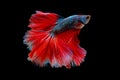 Colorful with main color of blue with red tail betta fish, Siamese fighting fish was isolated on black background Royalty Free Stock Photo