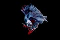 Colorful with main color of blue red and white betta fish, Siamese fighting fish was isolated on black background. Fish also Royalty Free Stock Photo