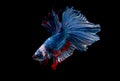 Colorful with main color of blue red and white betta fish, Siamese fighting fish was isolated on black background. Fish also Royalty Free Stock Photo