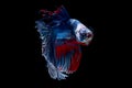 Colorful with main color of blue red and white betta fish, Siamese fighting fish was isolated on black background. Fish also Royalty Free Stock Photo