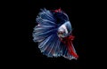 Colorful with main color of blue red and white betta fish, Siamese fighting fish was isolated on black background. Fish also Royalty Free Stock Photo