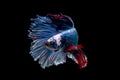 Colorful with main color of blue red and white betta fish, Siamese fighting fish was isolated on black background. Fish also Royalty Free Stock Photo