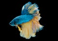 Colorful with main color of blue and yellow betta fish, Siamese fighting fish was isolated on black background. Fish also action Royalty Free Stock Photo