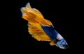 Colorful with main color of dark blue, white and yellow betta fish, Siamese fighting fish was isolated on black background and it Royalty Free Stock Photo