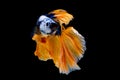 Colorful with main color of dark blue, white and yellow betta fish, Siamese fighting fish was isolated on black background Royalty Free Stock Photo