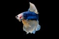 Colorful with main color of dark blue, white and yellow betta fish, Siamese fighting fish with swim turn right was isolated on Royalty Free Stock Photo