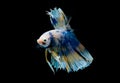 Colorful with main color of dark blue, white and yellow betta fish, Siamese fighting fish with swim turn right was isolated on Royalty Free Stock Photo