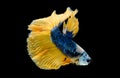 Colorful with main color of dark blue, white and yellow betta fish, Siamese fighting fish was isolated on black background Royalty Free Stock Photo