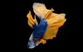 Colorful with main color of dark blue, white and yellow betta fish, Siamese fighting fish was isolated on black background Royalty Free Stock Photo