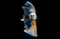 Colorful with main color of dark blue, white and yellow betta fish, Siamese fighting fish was isolated on black background Royalty Free Stock Photo