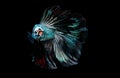 Colorful with main color of metal green and white betta fish, Siamese fighting fish was isolated on black background. Fish also Royalty Free Stock Photo