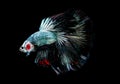 Colorful with main color of metal green and white betta fish, Siamese fighting fish was isolated on black background. Fish also Royalty Free Stock Photo