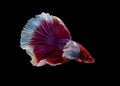 Colorful with main color of red and pink betta fish, Siamese fighting fish was isolated on black background. Fish also action of Royalty Free Stock Photo