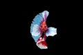 Colorful with main color of red and pink betta fish, Siamese fighting fish was isolated on black background. Fish also action of Royalty Free Stock Photo